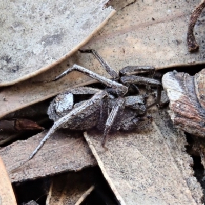 Argoctenus sp. (genus) (Wandering ghost spider) at Mount Painter - 2 Nov 2020 by CathB
