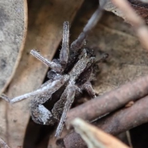 Argoctenus sp. (genus) at Cook, ACT - 2 Nov 2020