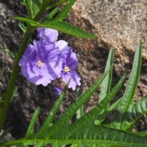 Solanum linearifolium at Rendezvous Creek, ACT - 4 Nov 2020 03:17 PM