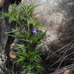 Solanum linearifolium at Rendezvous Creek, ACT - 4 Nov 2020 03:17 PM