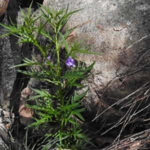 Solanum linearifolium at Rendezvous Creek, ACT - 4 Nov 2020