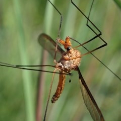 Leptotarsus (Macromastix) costalis at Cook, ACT - 2 Nov 2020