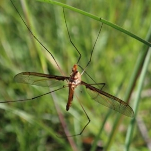 Leptotarsus (Macromastix) costalis at Cook, ACT - 2 Nov 2020