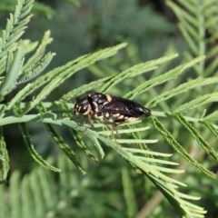 Xyloperga lalage (A perginae sawfly) at Cook, ACT - 2 Nov 2020 by CathB