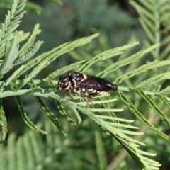 Pergagrapta bella (A sawfly) at Mount Painter - 2 Nov 2020 by CathB