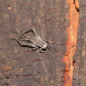 Eurepa marginipennis at Acton, ACT - 4 Nov 2020