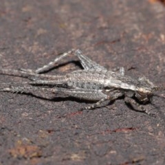 Eurepa marginipennis at Acton, ACT - 4 Nov 2020