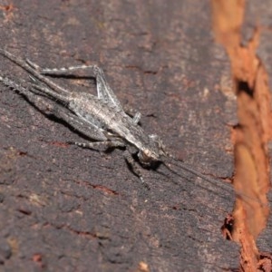 Eurepa marginipennis at Acton, ACT - 4 Nov 2020