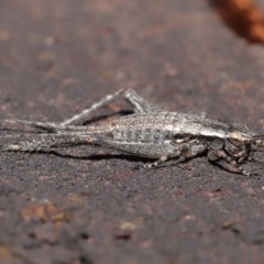 Eurepa marginipennis at Acton, ACT - 4 Nov 2020