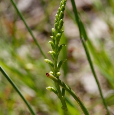 Microtis sp. (Onion Orchid) at Gungaderra Grasslands - 4 Nov 2020 by DPRees125