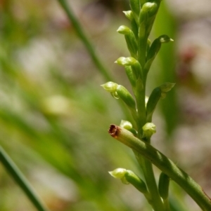 Microtis sp. at Kaleen, ACT - suppressed