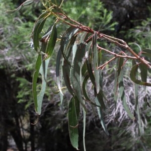 Eucalyptus globulus subsp. bicostata at O'Connor, ACT - 1 Nov 2020