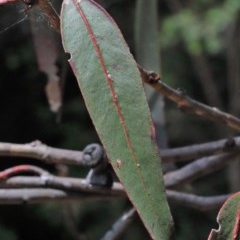 Eucalyptus globulus subsp. bicostata at O'Connor, ACT - 1 Nov 2020