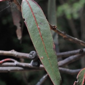 Eucalyptus globulus subsp. bicostata at O'Connor, ACT - 1 Nov 2020