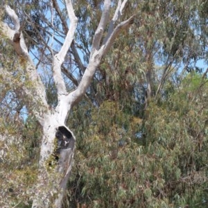 Eucalyptus globulus subsp. bicostata at O'Connor, ACT - 1 Nov 2020