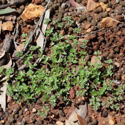 Polycarpon tetraphyllum (Four-leaf Allseed) at O'Connor, ACT - 31 Oct 2020 by ConBoekel
