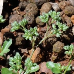 Polycarpon tetraphyllum at O'Connor, ACT - 1 Nov 2020 10:52 AM