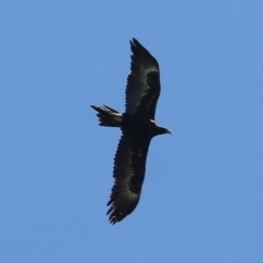 Aquila audax (Wedge-tailed Eagle) at West Wodonga, VIC - 5 Nov 2020 by KylieWaldon