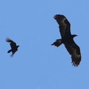 Aquila audax at West Wodonga, VIC - 5 Nov 2020 01:30 PM