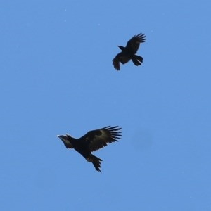 Aquila audax at West Wodonga, VIC - 5 Nov 2020 01:30 PM