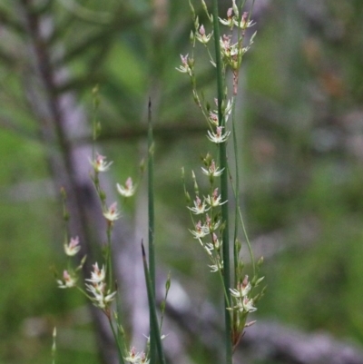 Juncus remotiflorus (Diffuse Rush) at O'Connor, ACT - 29 Oct 2020 by ConBoekel