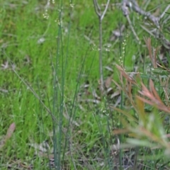 Juncus remotiflorus at O'Connor, ACT - 29 Oct 2020 01:37 PM