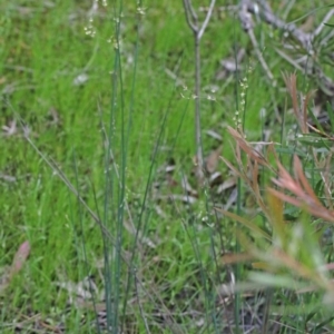 Juncus remotiflorus at O'Connor, ACT - 29 Oct 2020 01:37 PM