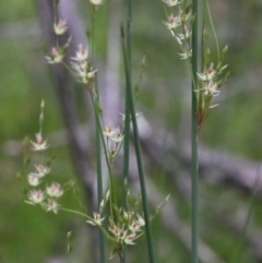 Juncus remotiflorus at O'Connor, ACT - 29 Oct 2020 01:37 PM