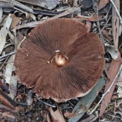 Agaricus sp. (Agaricus) at Dryandra St Woodland - 1 Nov 2020 by ConBoekel