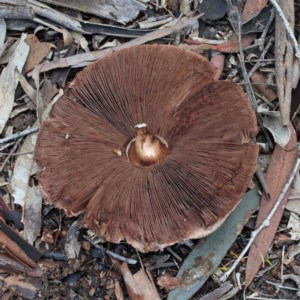 Agaricus sp. at O'Connor, ACT - 1 Nov 2020