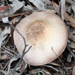 Agaricus sp. at O'Connor, ACT - 1 Nov 2020 11:51 AM