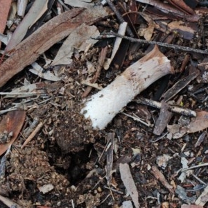 Agaricus sp. at O'Connor, ACT - 1 Nov 2020 11:51 AM