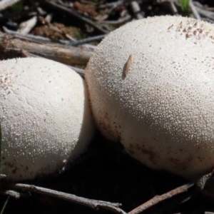 zz puffball at O'Connor, ACT - 1 Nov 2020