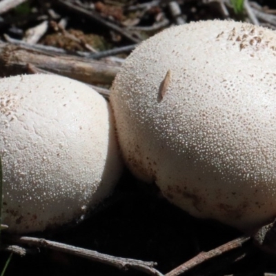 zz puffball at O'Connor, ACT - 1 Nov 2020 by ConBoekel