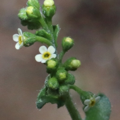 Hackelia suaveolens (Sweet Hounds Tongue) at O'Connor, ACT - 1 Nov 2020 by ConBoekel