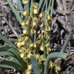 Lomandra filiformis subsp. coriacea (Wattle Matrush) at O'Connor, ACT - 1 Nov 2020 by ConBoekel