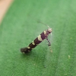 Gracillariidae (family) at Cook, ACT - 3 Nov 2020