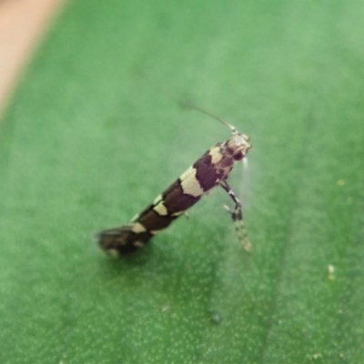 Gracillariidae (family) (A leafminer moth) at Cook, ACT - 3 Nov 2020 by CathB