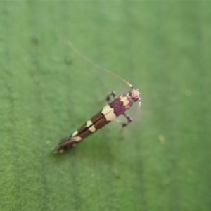 Gracillariidae (family) at Cook, ACT - 3 Nov 2020