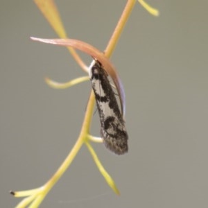 Eusemocosma pruinosa at Hawker, ACT - 4 Nov 2020 12:04 PM