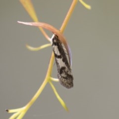 Eusemocosma pruinosa (Philobota Group Concealer Moth) at Hawker, ACT - 4 Nov 2020 by AlisonMilton
