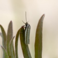 Philobota pilipes (A concealer moth) at Higgins, ACT - 4 Nov 2020 by AlisonMilton