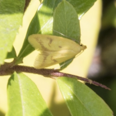 Aeolothapsa malacella (A Concealer moth) at Hawker, ACT - 4 Nov 2020 by AlisonMilton