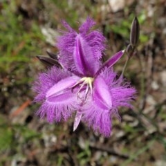 Thysanotus tuberosus subsp. tuberosus (Common Fringe-lily) at Cook, ACT - 4 Nov 2020 by CathB