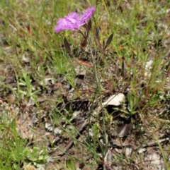 Thysanotus tuberosus subsp. tuberosus at Cook, ACT - 4 Nov 2020