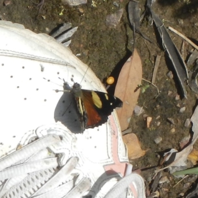 Vanessa itea (Yellow Admiral) at Gossan Hill - 28 Oct 2020 by AlisonMilton