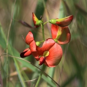 Swainsona galegifolia at West Wodonga, VIC - 5 Nov 2020 01:30 PM