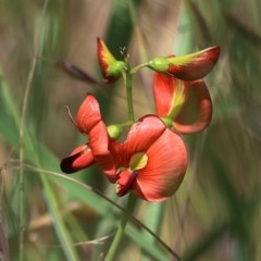 Swainsona galegifolia (Darling Pea) at West Wodonga, VIC - 5 Nov 2020 by Kyliegw