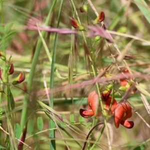Swainsona galegifolia at West Wodonga, VIC - 5 Nov 2020