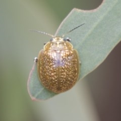 Paropsisterna cloelia (Eucalyptus variegated beetle) at Scullin, ACT - 4 Nov 2020 by AlisonMilton